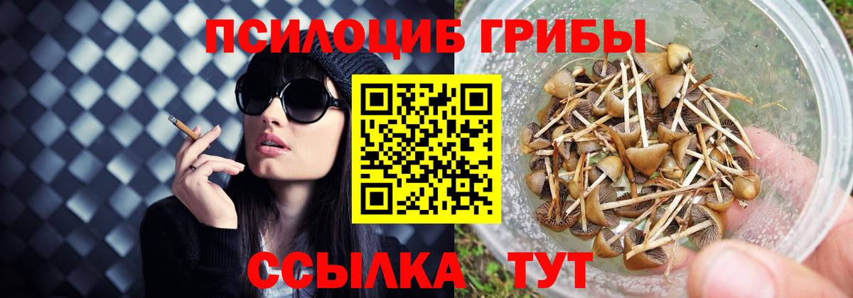 Псилоцибиновые грибы Cubensis Киржач