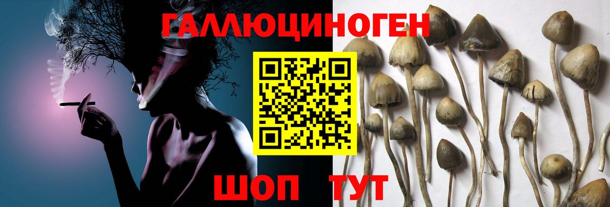 Псилоцибиновые грибы GOLDEN TEACHER  где найти наркотики  Киржач  Вход с VPN 